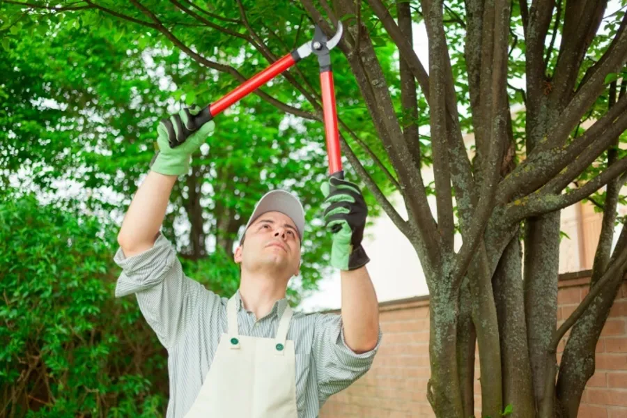 Professional Tree Pruning