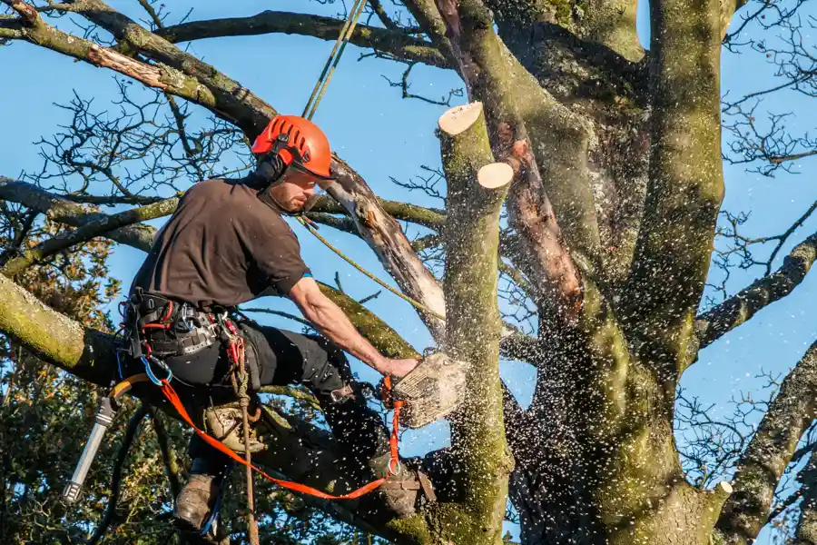 Professional Tree Trimming