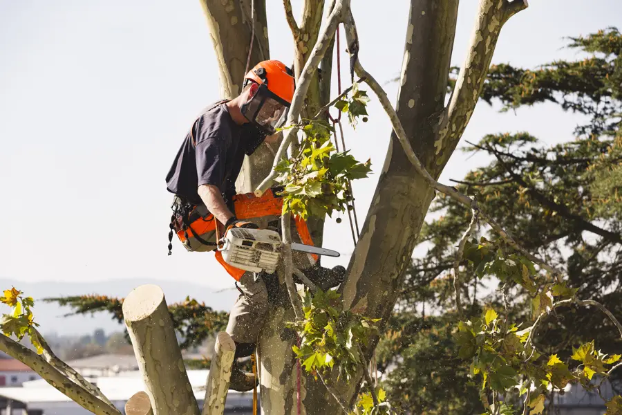 Reliable Tree Trimming